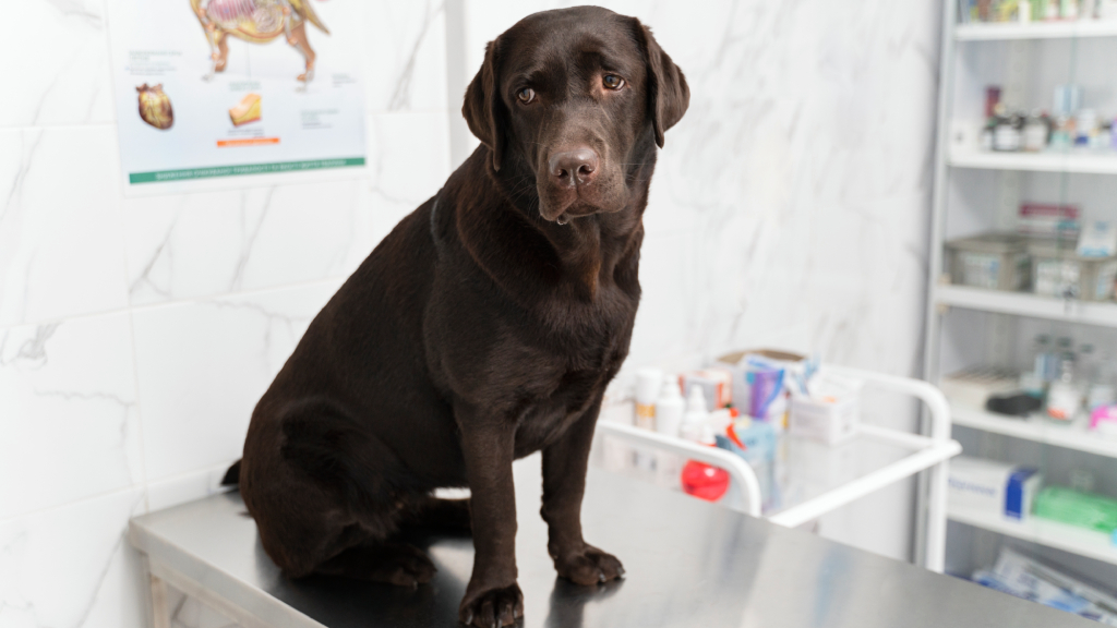 Peptides for Dogs: The Full Breakdown