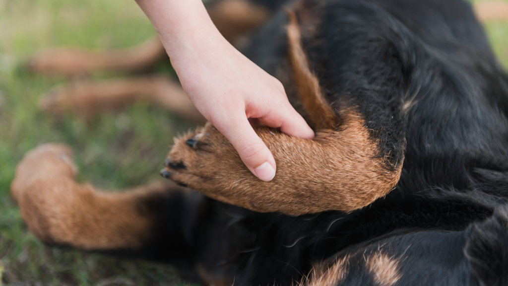 Peptides for Dogs With Arthritis: Here’s What We Know
