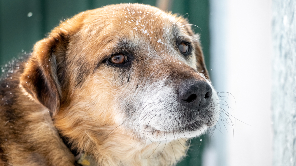 BPC-157 for Dogs: Potential Benefits & Risks to Consider