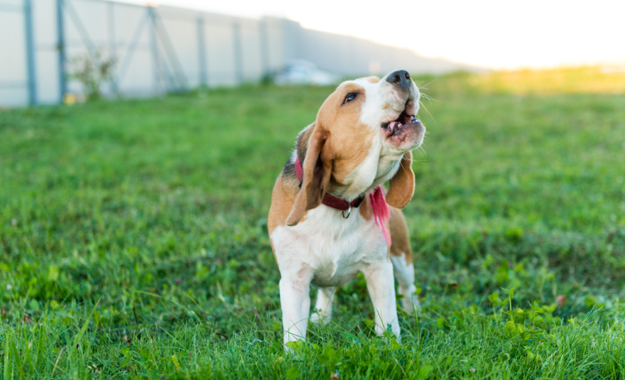 BPC-157 for dogs: a beagle dog playing in the grass.