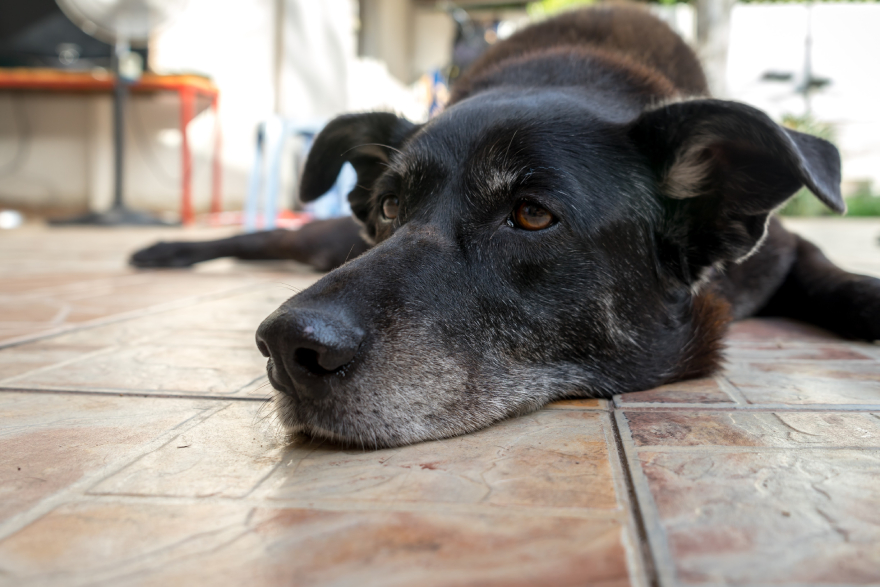 BPC-157 for dogs: an older dog lying on the floor.