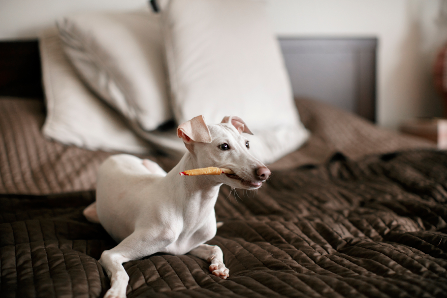 BPC-157 for dogs: a dog eating on a bed.