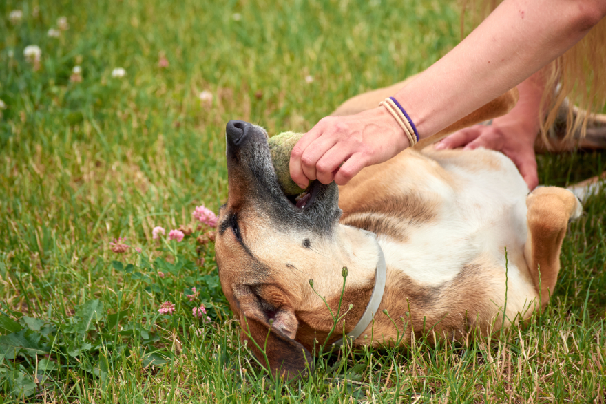BPC-157 for dogs: a dog playing with a ball.