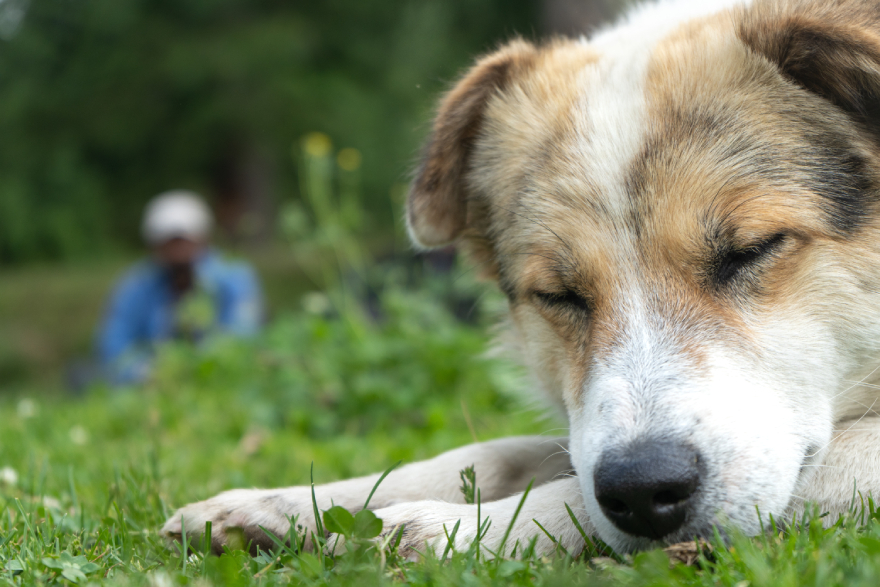 BPC-157 for dogs: a dog sleeping in the grass.