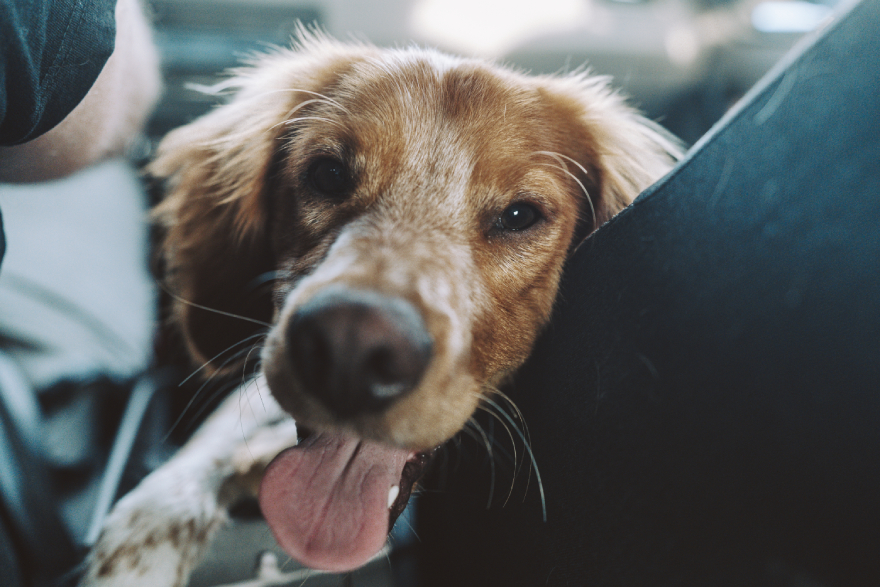 BPC-157 for dogs: a happy dog sitting in a car.
