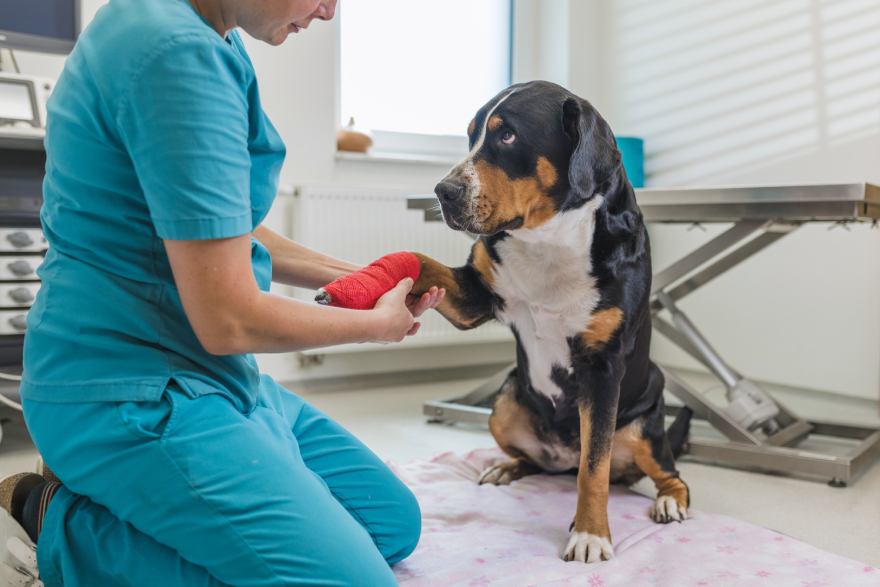 BPC-157 for dogs: an injured dog being treated at a vet's office.