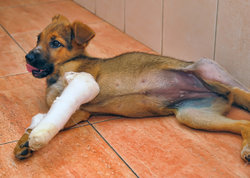 BPC-157 for dogs: an injured puppy lying down.