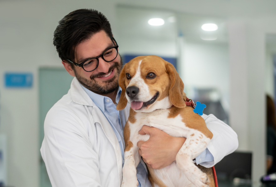 BPC-157 for dogs: a scientist holding a beagle dog.