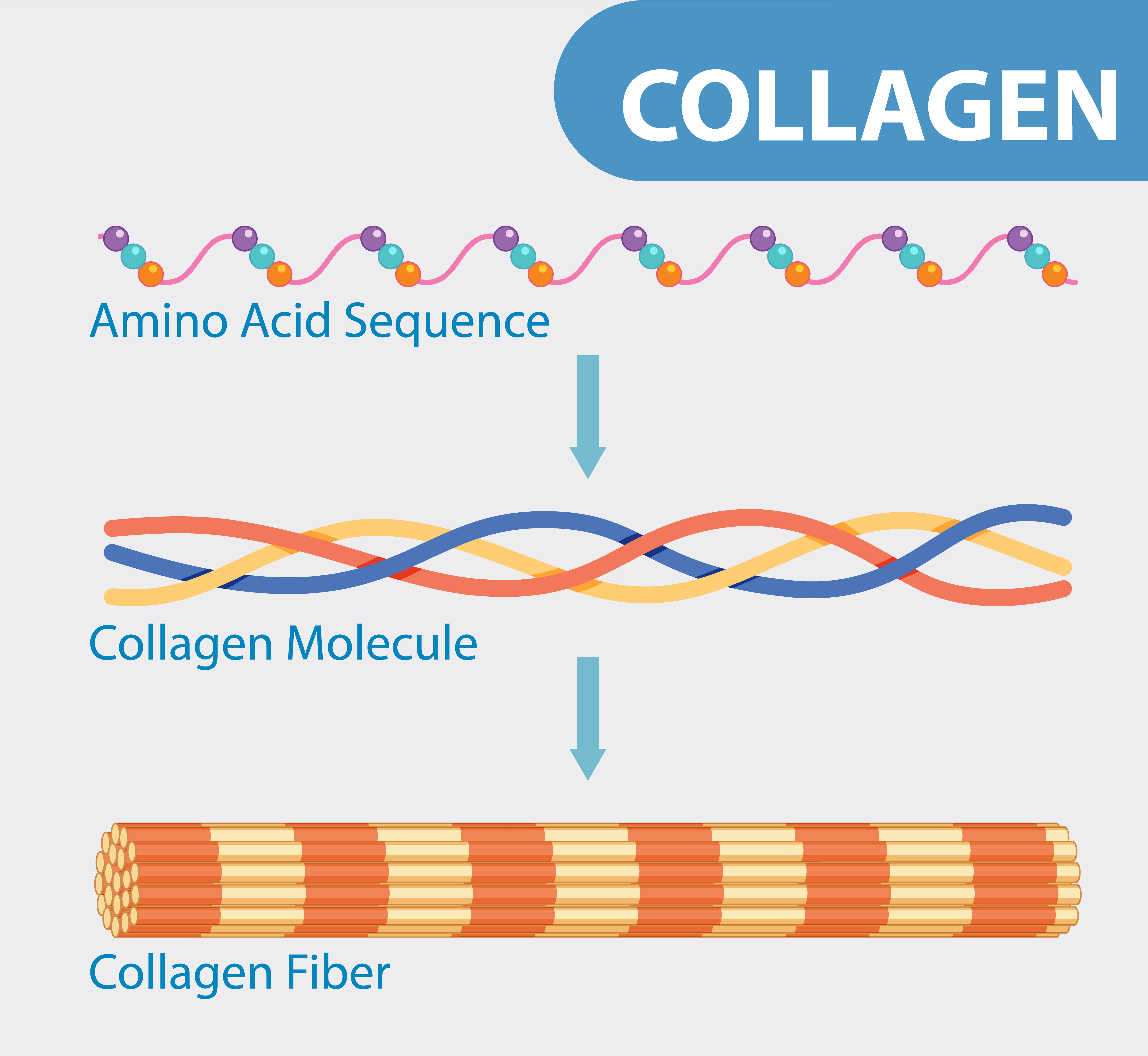 Collagen peptides benefits: the different forms of collagen.