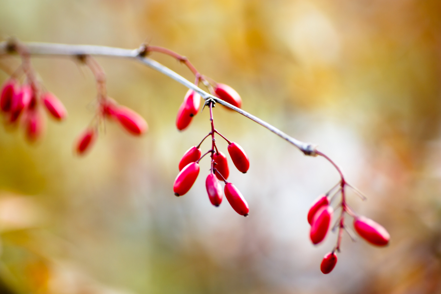 Ozempic alternatives: a berberine source growing on a tree.