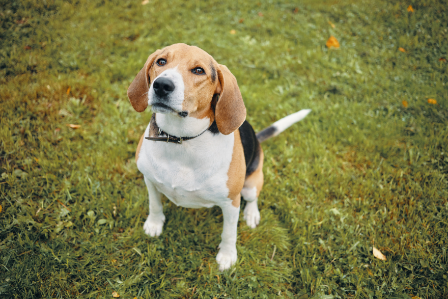 Peptides for dogs: a beagle.