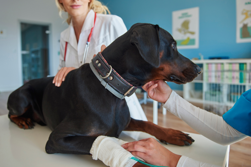 Peptides for dogs: a dog at a vet.