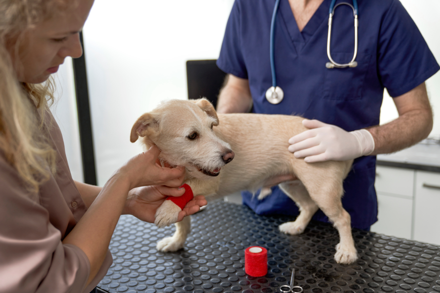 Peptides for dogs: a dog being treated for an injury at a vet's office.