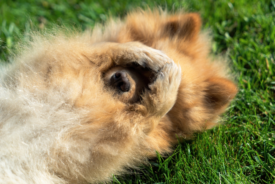 Peptides for dogs: a dog scratching its nose.