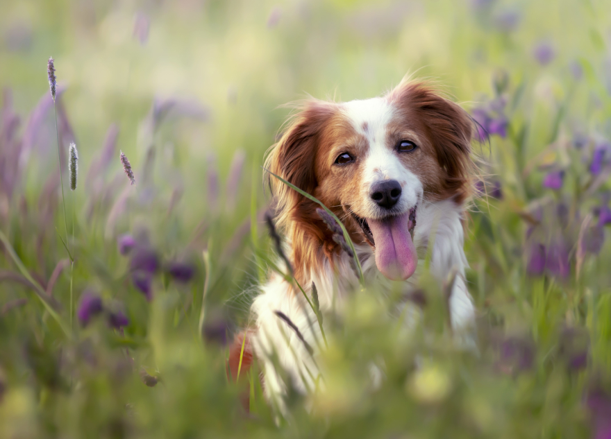 Peptides for dogs: a dog happy in a field.