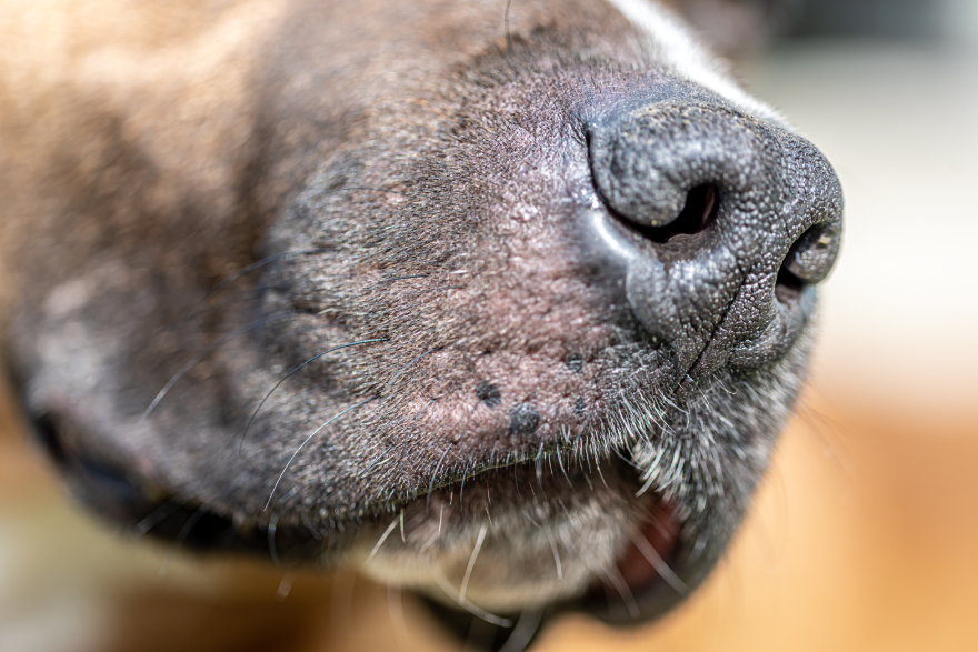Peptides for dogs: a close-up on a dog's nose.