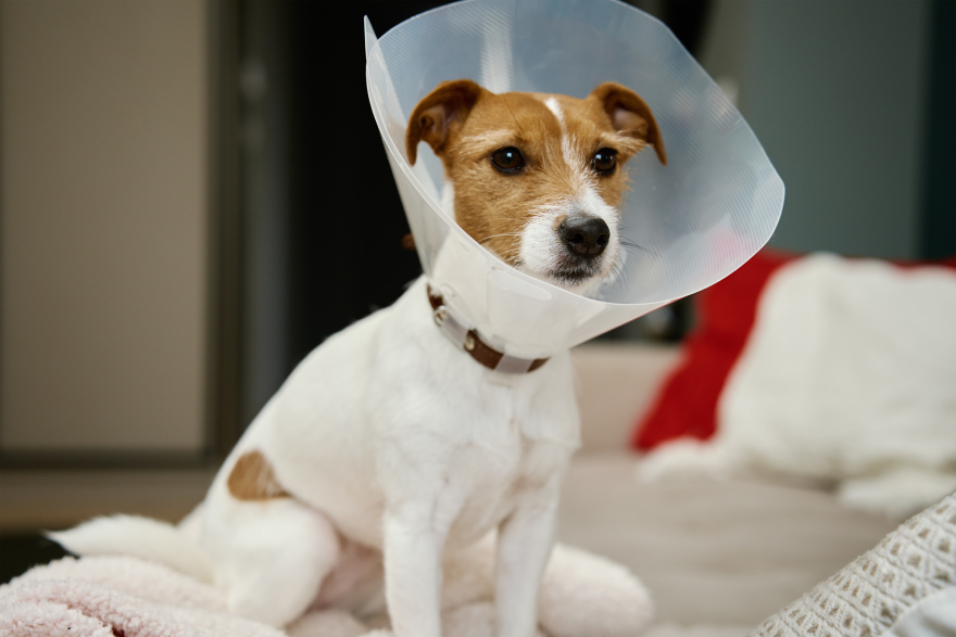 Peptides for dogs: a dog with an injury collar on.