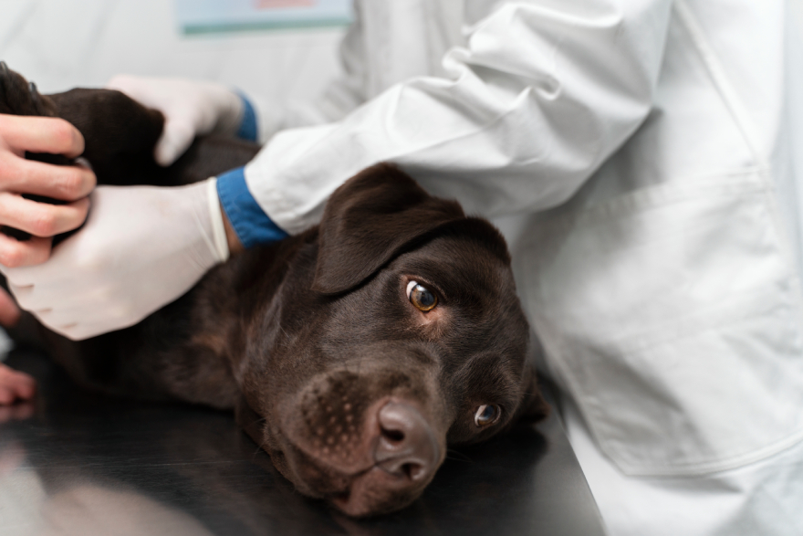 Peptides for dogs: an injured dog on a table at a vet.