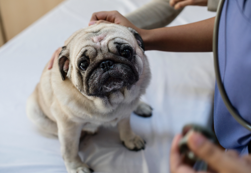 Peptides for dogs: a pug at the vet's office.