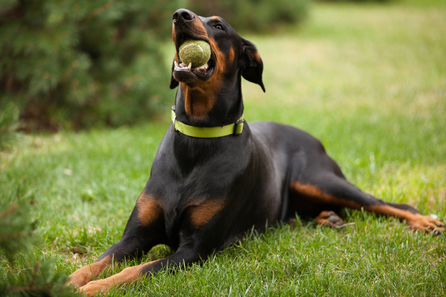 Peptides for dogs with arthritis: doberman playing with a ball.