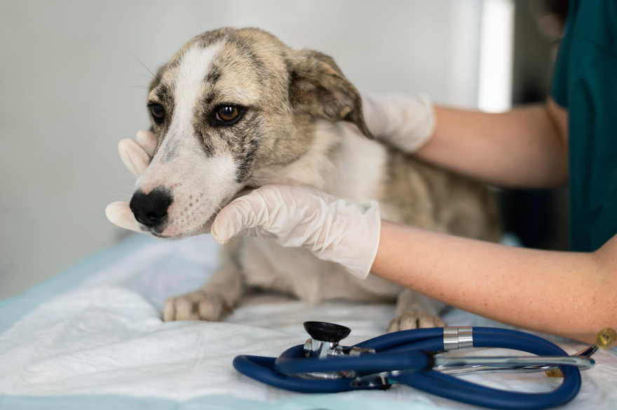 Peptides for dogs with arthritis: a dog before surgery.