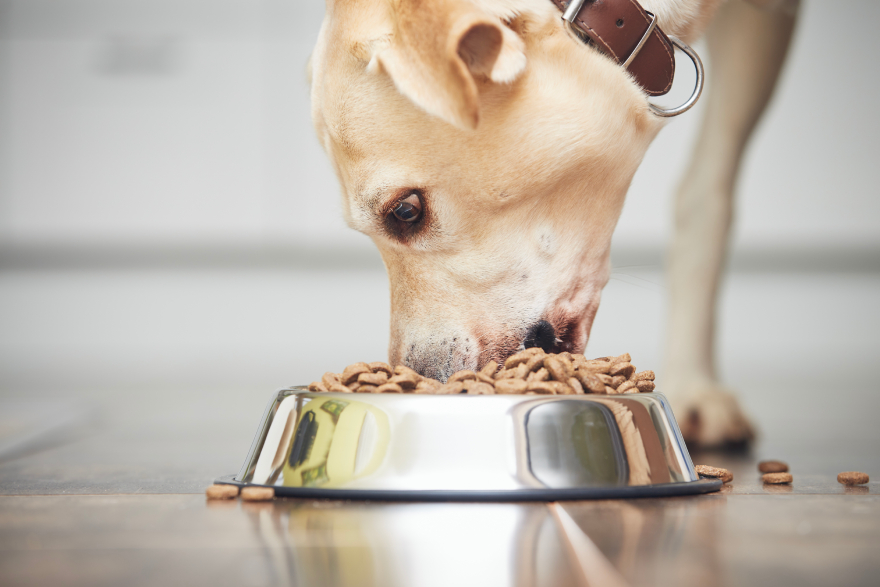 Peptides for dogs with arthritis: a dog eating.