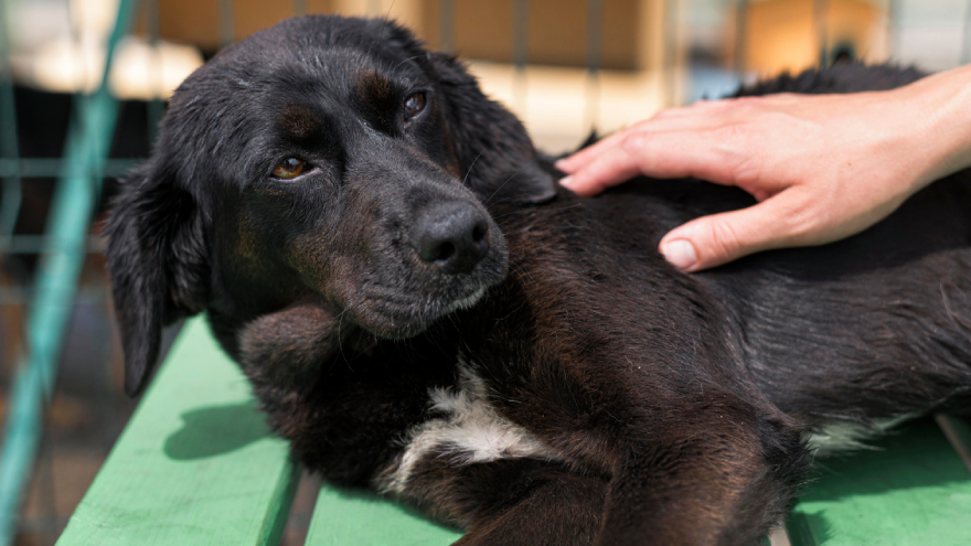 Peptides for dogs with arthritis: a dog lying on a bench.