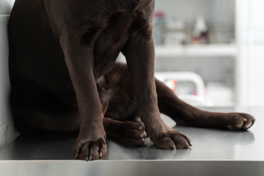 Peptides for dogs with arthritis: a dog sitting on the ground.
