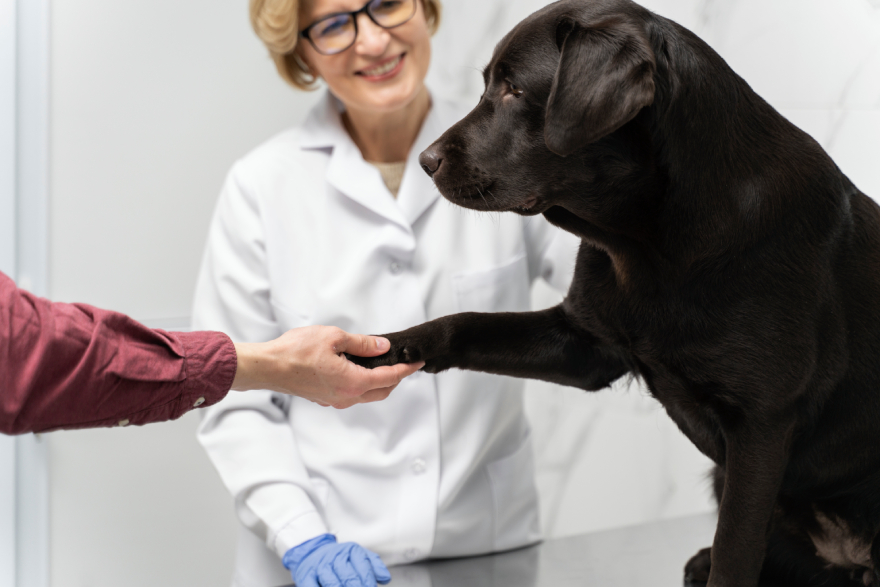 Peptides for dogs with arthritis: a dog sitting at the vet's office, looking happy.