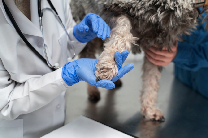 Peptides for dogs with arthritis: a dog at a vet, getting its leg checked out.