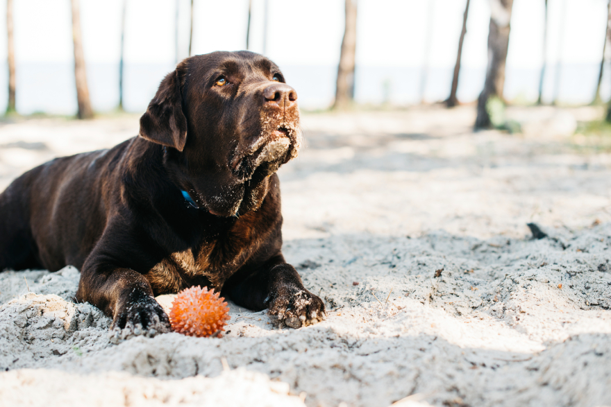 Peptides for dogs with arthritis: a senior dog playing.