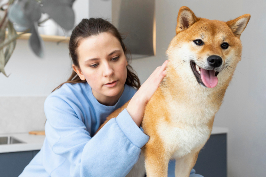 Peptides for dogs: a woman petting her Shiba Inu.